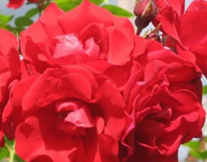 Rosa ‘Santana’ klim - Grootbloemige klimroos