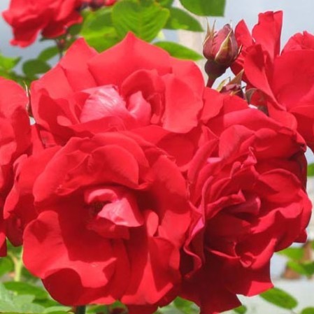 Rosa ‘Santana’ klim - Grootbloemige klimroos