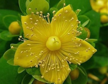 Hypericum inodorum ‘Magical Sunshine’ - Hertshooi