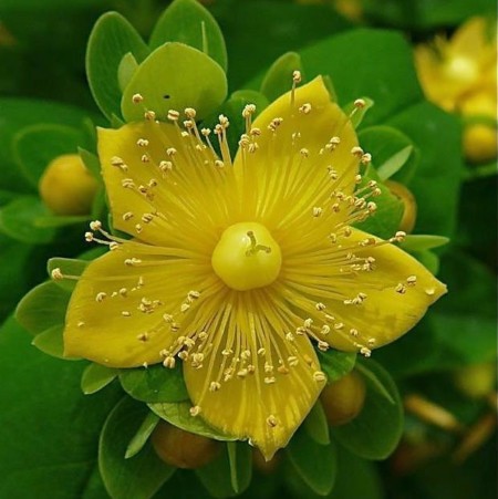 Hypericum inodorum ‘Magical Sunshine’ - Hertshooi