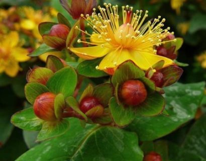 Hypericum inodorum ‘Magical Universe’ - Hertshooi