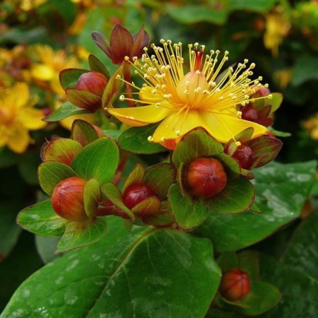 Hypericum inodorum ‘Magical Universe’ - Hertshooi