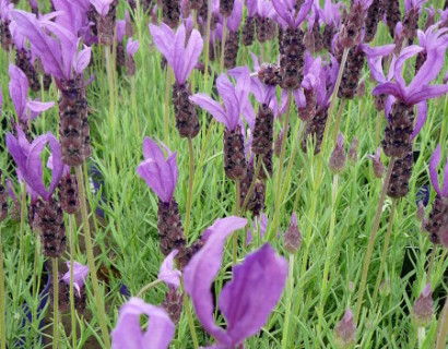 Lavandula stoechas