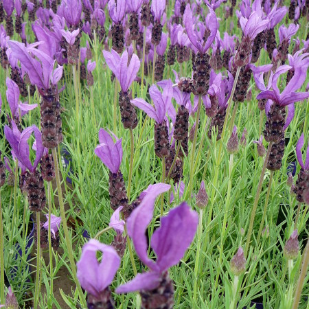 Lavandula stoechas - kuiflavendel