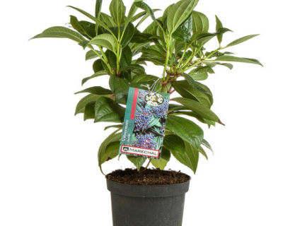 Viburnum davidii pot 3 liter 25/30 cm - sneeuwbal