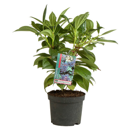 Viburnum davidii pot 3 liter 25/30 cm