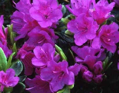 Azalea japonica ‘Geisha Purple’