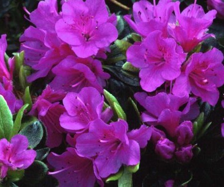 Azalea japonica ‘Geisha Purple’ - azalea