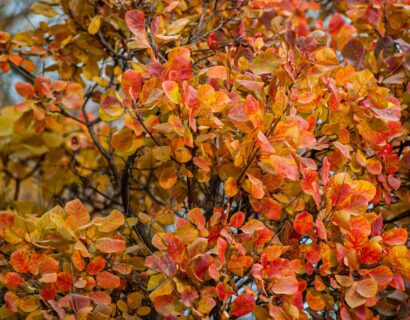 Cotinus coggygria ‘Young Lady’ - pruikenboom