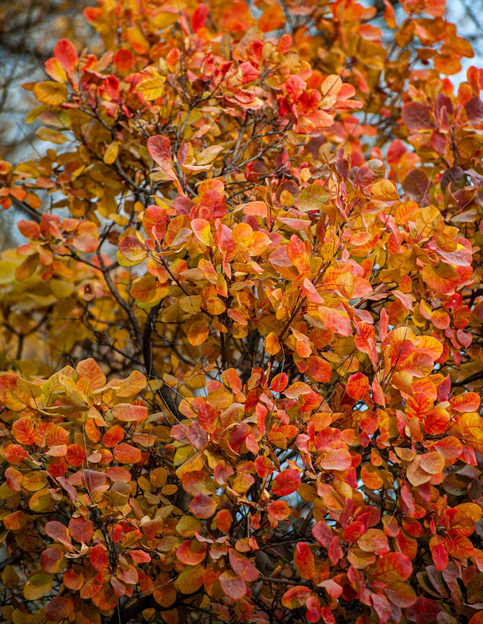 Cotinus coggygria ‘Young Lady’ - pruikenboom