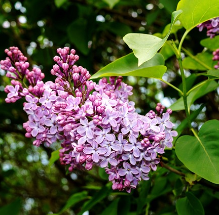 Syringa ‘Bloomerang Pink Perfume’ - sering, kruidnagel