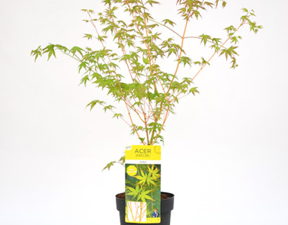 Acer palmatum ‘Bi hoo’ - japanse esdoorn