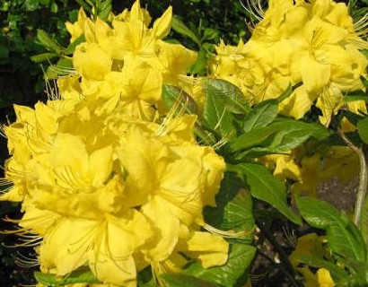 Azalea knaphill ‘Anneke’