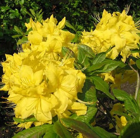 Azalea knaphill ‘Anneke’ - azalea