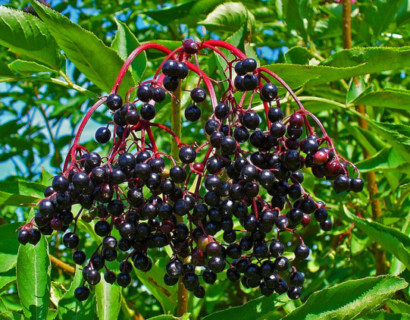 Sambucus nigra - gewone zwarte vlier