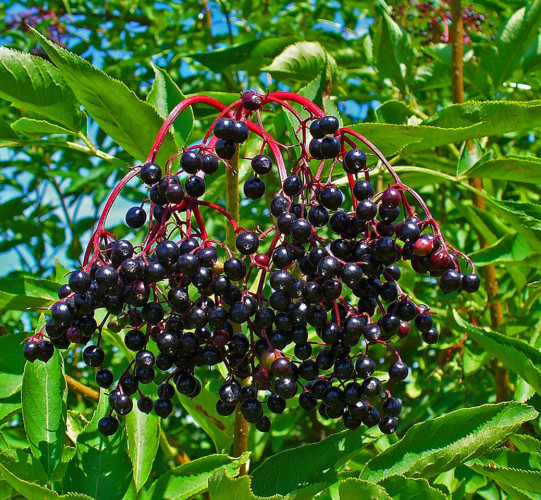 Sambucus nigra - gewone zwarte vlier