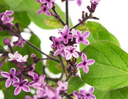 Syringa ‘Bloomerang Dark Purple’ op stam - Sering, kruidnagel