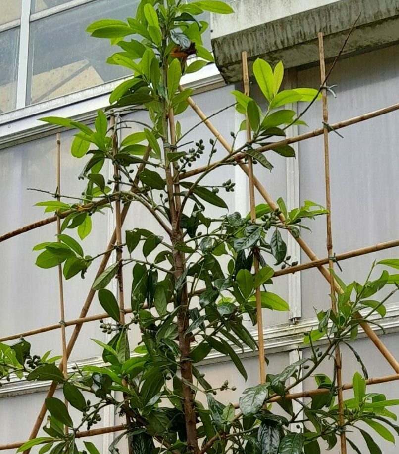 Prunus laurocerasus ‘Novita’ voorgeleid - donkere gewone laurier, paplaurier