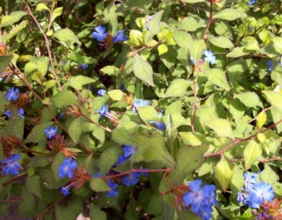 Ceratostigma griffithii - Loodkruid