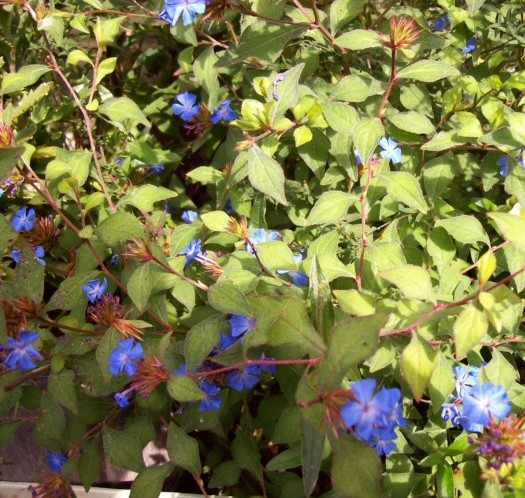 Ceratostigma griffithii - Loodkruid