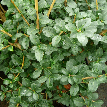 Osmanthus delavayi - schijnhulst