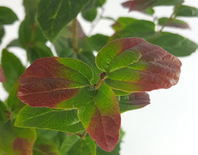 Parrotia persica ‘Persian Spire’ - Perzisch ijzerhout