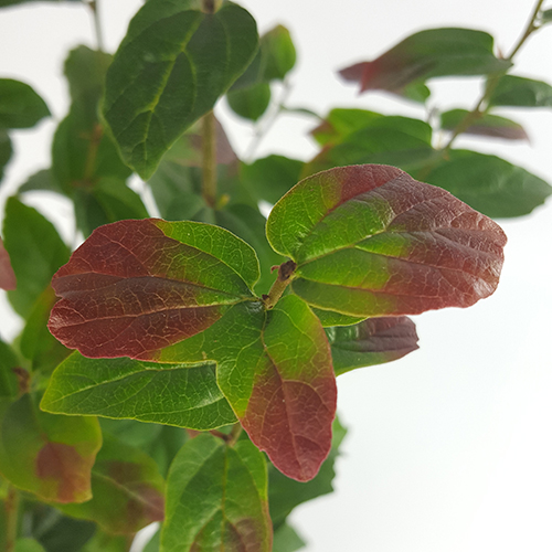 Parrotia persica ‘Persian Spire’ - Perzisch ijzerhout