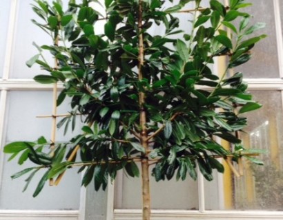 Prunus laurocerasus ‘Novita’ voorgeleid - donkere gewone laurier, paplaurier