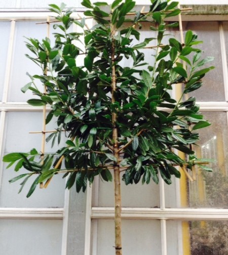 Prunus laurocerasus ‘Novita’ voorgeleid - donkere gewone laurier, paplaurier