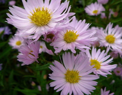 Aster novi-belgii ‘Fellowship’ - herfstaster