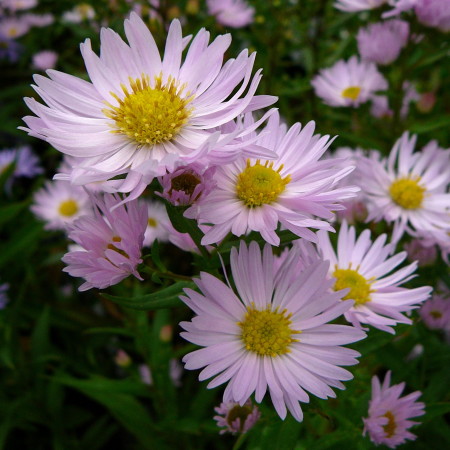 Aster novi-belgii ‘Fellowship’ - herfstaster