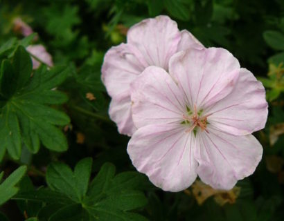 Geranium sanguineum ‘Apfelblüte’ - ooievaarsbek