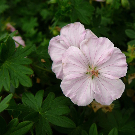 Geranium sanguineum ‘Apfelblüte’ (grote pot) - ooievaarsbek