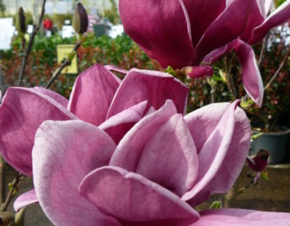 Magnolia ‘Genie’ - Beverboom