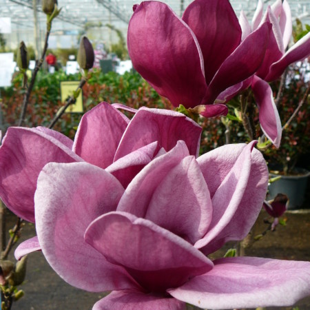 Magnolia ‘Genie’ - Beverboom