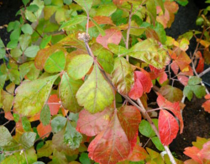 Rhus aromatica ‘Gro-low’ - fluweelboom, azijnboom