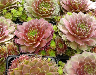 Sempervivum ‘Rubin’ - huislook