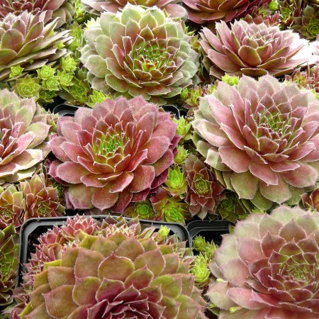 Sempervivum ‘Rubin’ - huislook