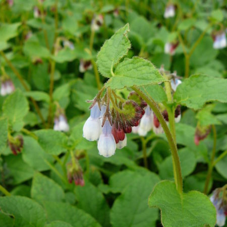 Symphytum grandiflorum ‘Hidcote Blue’ - smeerwortel