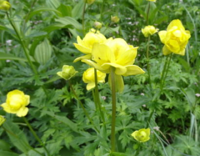 Trollius europaeus - kogelboterbloem