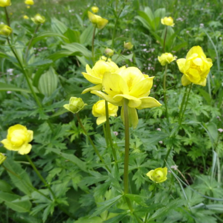 Trollius europaeus - kogelboterbloem