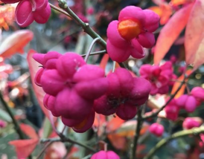 Euonymus europaeus ‘Red Cascade’ - kardinaalsmuts