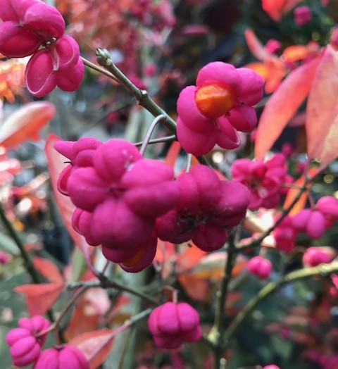 Euonymus europaeus ‘Red Cascade’ - kardinaalsmuts