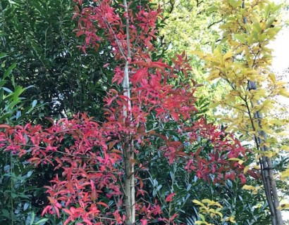 Euonymus europaeus ‘Red Cascade’ boom - Kardinaalsmuts