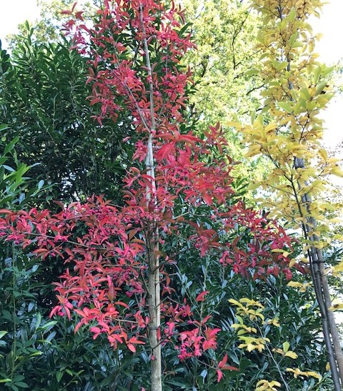 Euonymus europaeus ‘Red Cascade’ boom - Kardinaalsmuts