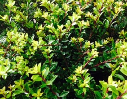 Ilex crenata ‘Compacta’ pot 2 liter 20/25 cm - Japanse hulst