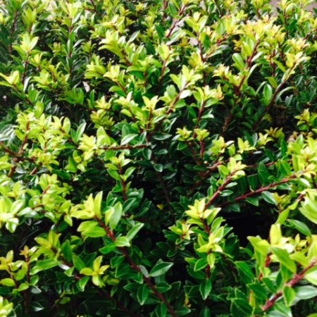 Ilex crenata ‘Compacta’ pot 2 liter 20/25 cm