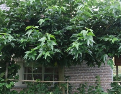 Morus alba ‘Platanifolia’ om te leiden