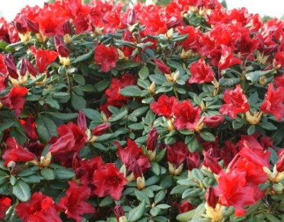 Rhododendron ‘Scarlet Wonder’ pot 2 liter - dwergrhododendron