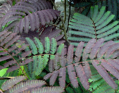 Albizia julibrissin ‘Summer Chocolate’ struik - Perzische slaapboom